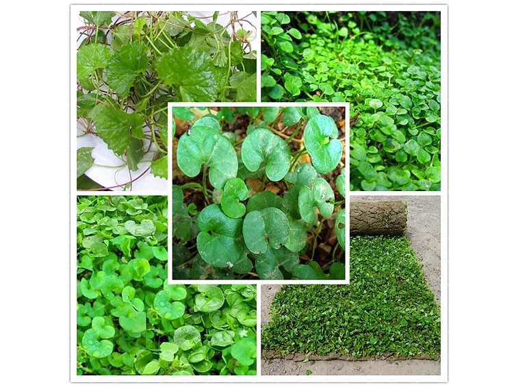 Piante di Dicondra repens