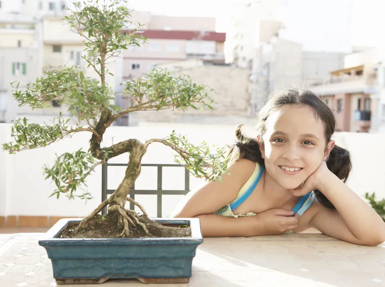 curare bonsai