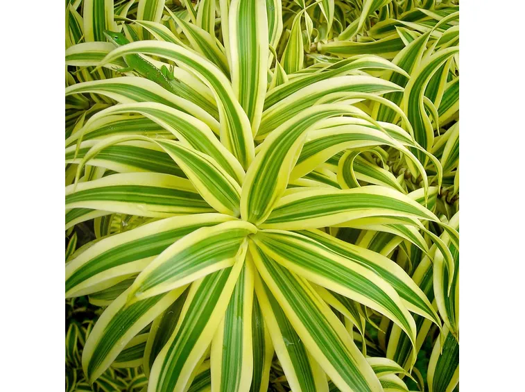 Dracena