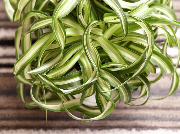 Chlorophitum pendente