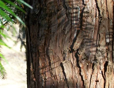 Corteccia abete