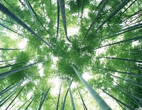 Foresta accreditata FSC