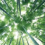 Foresta accreditata FSC
