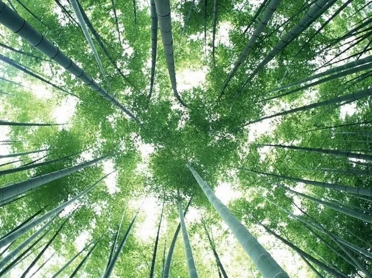 Foresta accreditata FSC