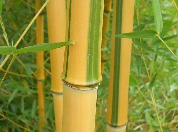 Canne bambù