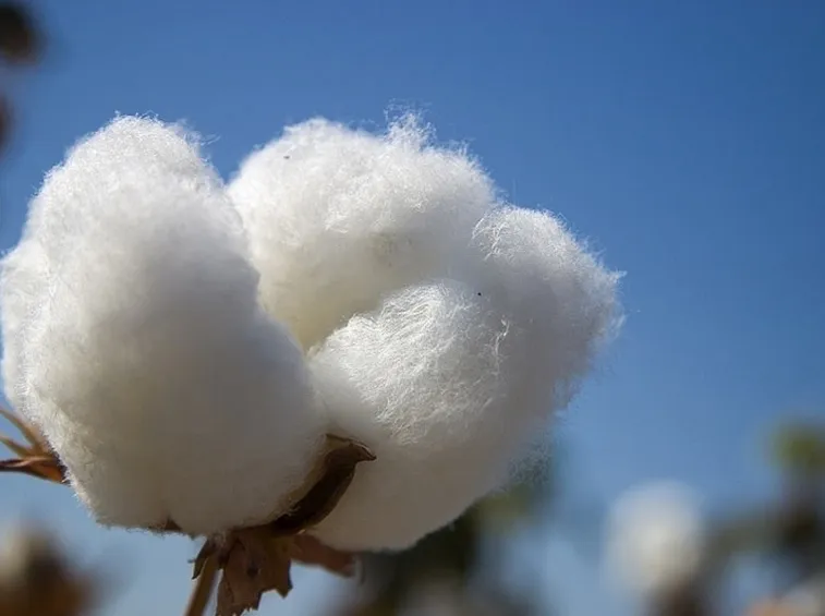 cotone