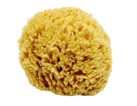 Spugna naturale