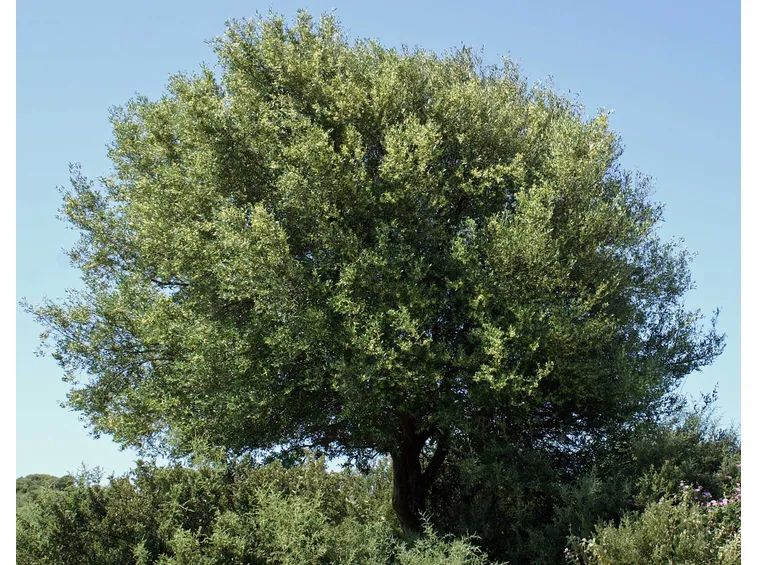 Quercus Suber