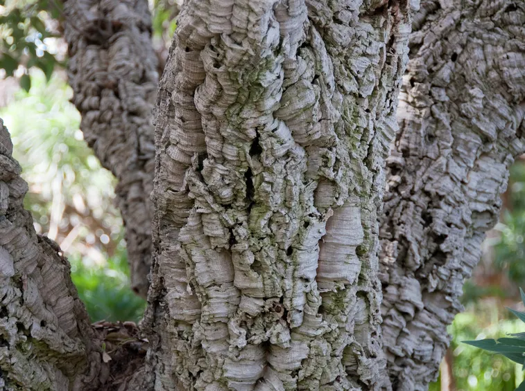 Particolare della corteccia da sughero