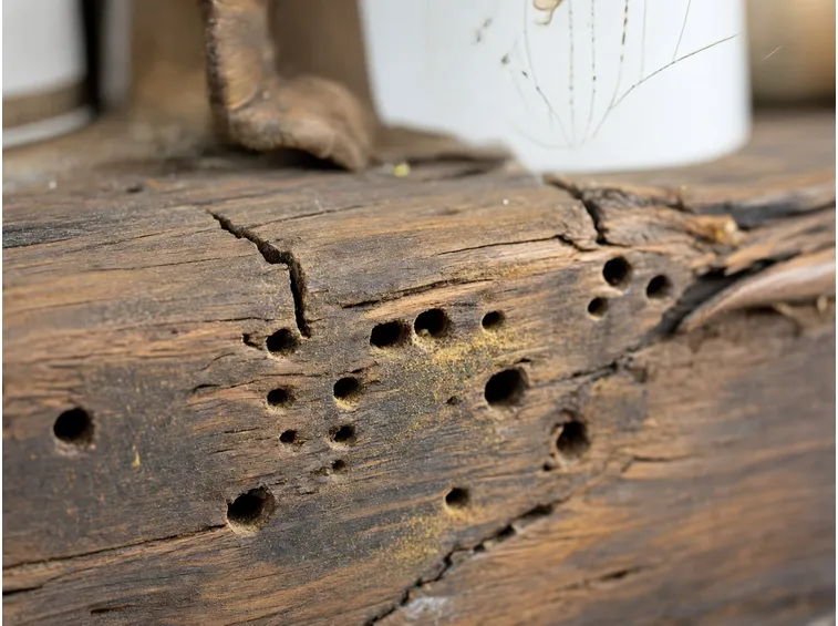 Legno rovinato dai tarli