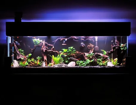 Acquario