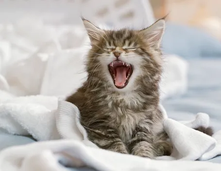 gatto in casa