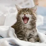 gatto in casa
