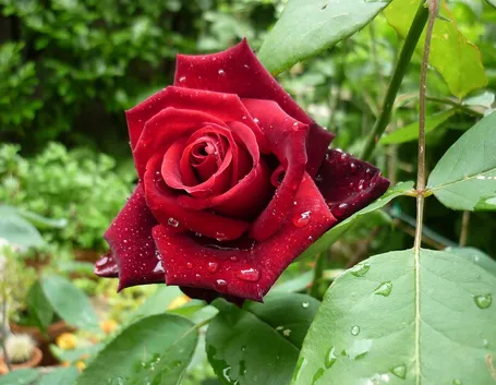Rosa rossa