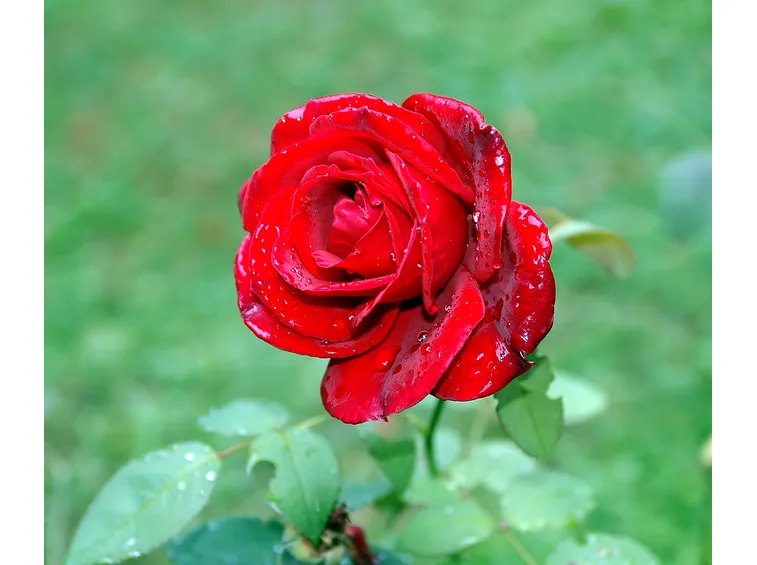 Rosa rossa