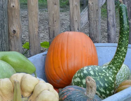 Zucche ornamentali