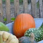 Zucche ornamentali