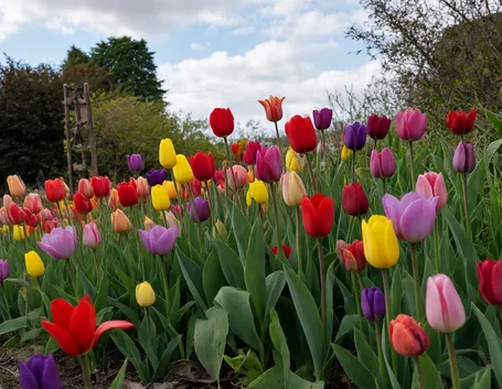 fiori da giardino