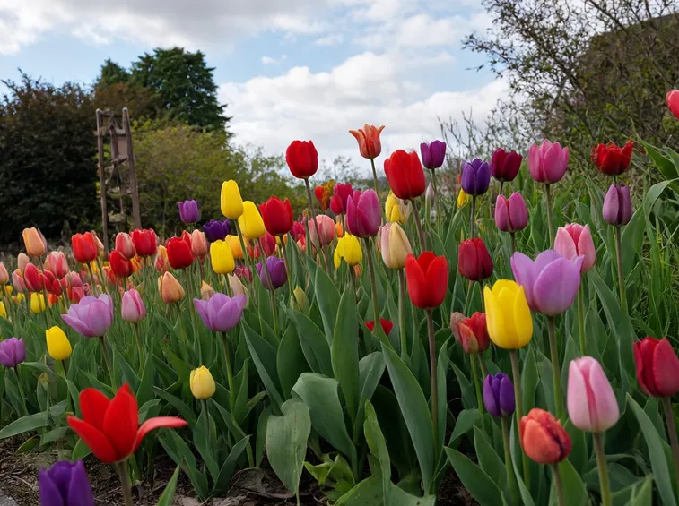 fiori da giardino