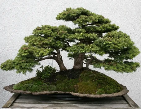 Bonsai abete