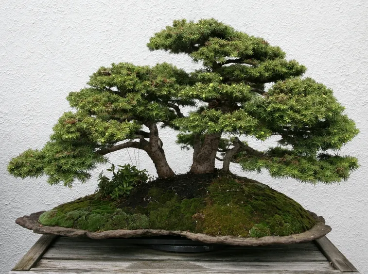Bonsai abete