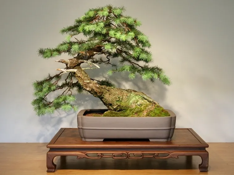 Abete bonsai
