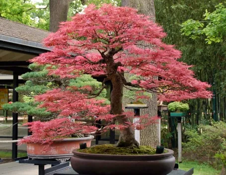 Bonsai acero giapponese