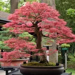 Bonsai acero giapponese
