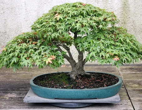 Un esempio di bonsai di acero palmato