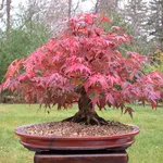 Bonsai acero rosso