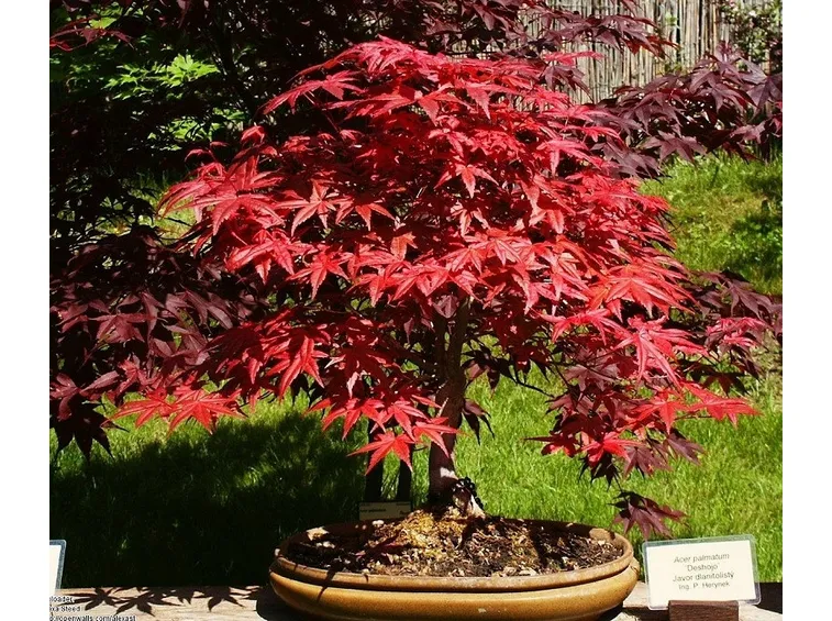 Come annaffiare bonsai acero