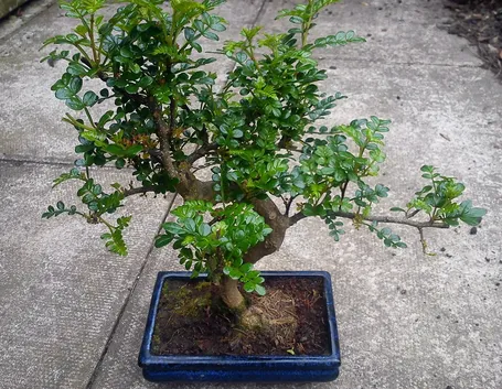 Bonsai pepe