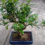 Bonsai pepe