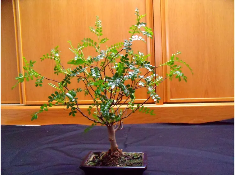 Bonsai interni