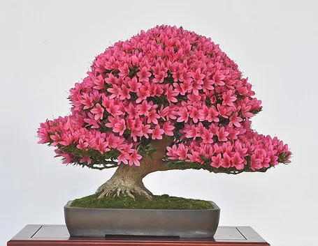 Bonsai azalea fiorito