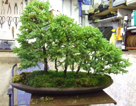 Boschetto di bonsai di betulla