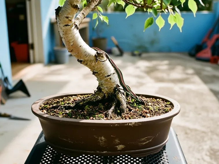 Grande bonsai di betulla