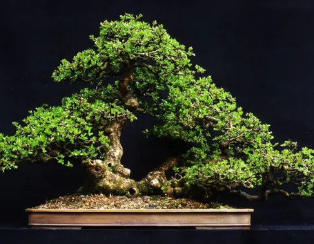 Bonsai biancospino