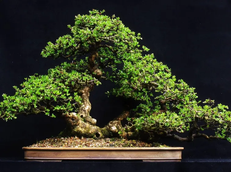 Bonsai biancospino