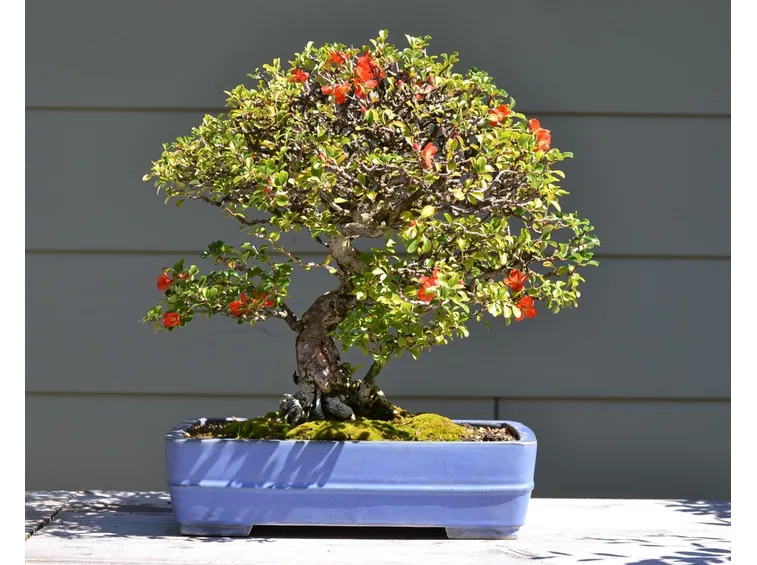 Bonsai fiore