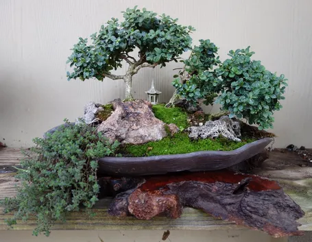 Esempio di bonsai bosso