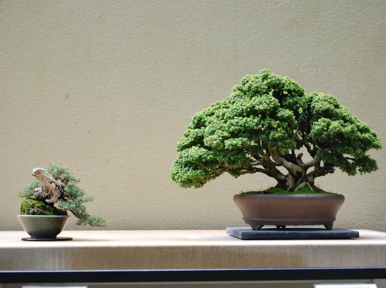 Esempio di bonsai bosso nano