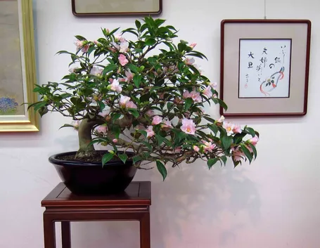 Bonsai di camelia fiorito