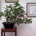 Bonsai di camelia fiorito
