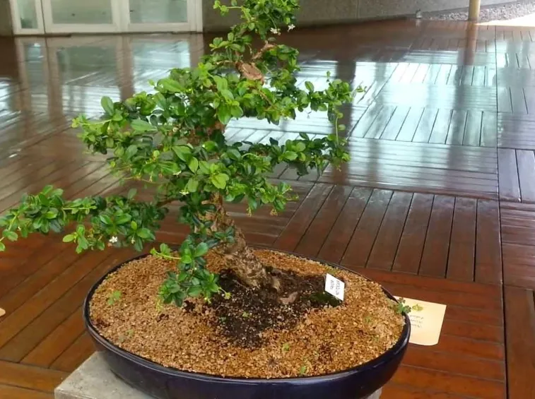 Il Bonsai carmona in casa