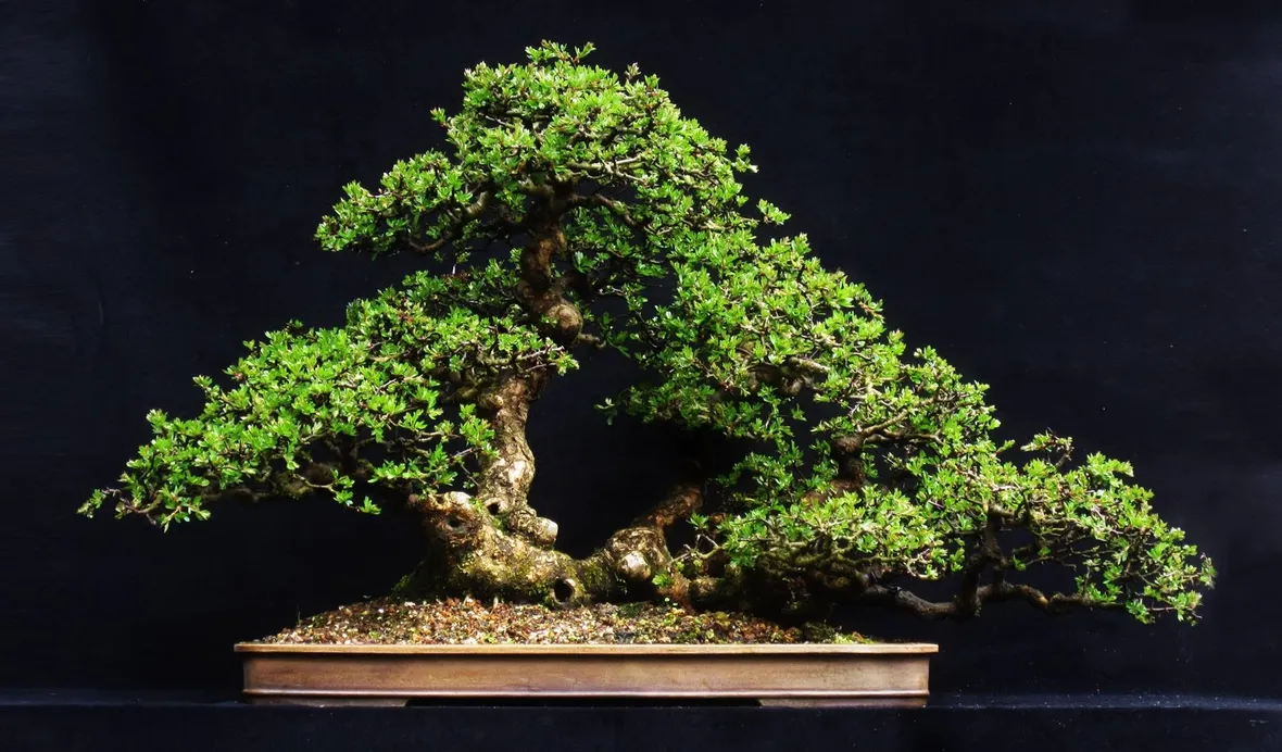 Il Bonsai carmona