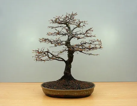 Bonsai di carpino