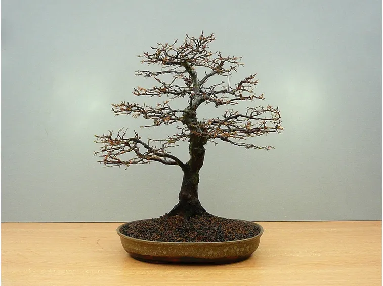 Bonsai di carpino