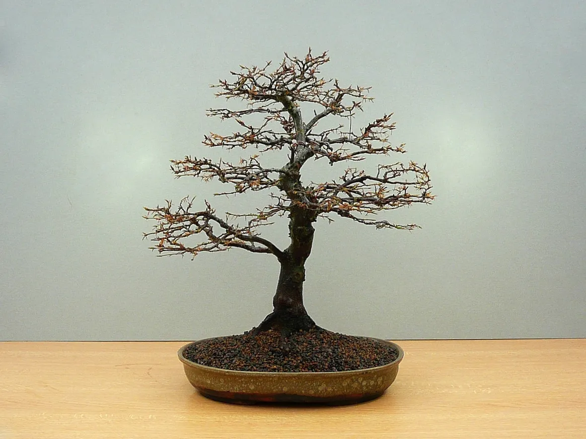 Bonsai di carpino