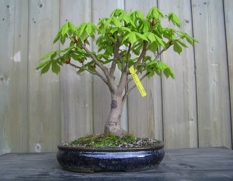 Bonsai castagno